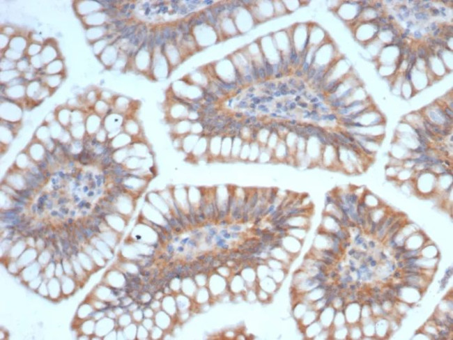 SIGLEC10 Antibody in Immunohistochemistry (Paraffin) (IHC (P))