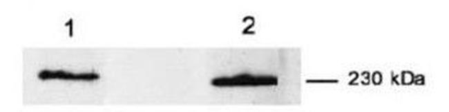 Myoferlin Antibody in Western Blot (WB)