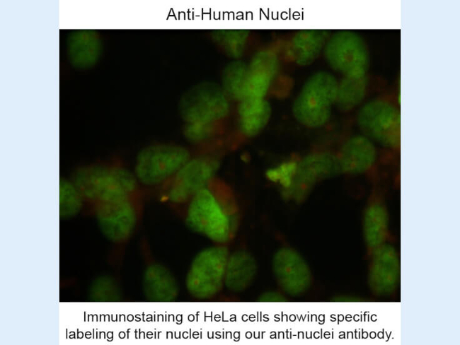Nuclei Antibody in Immunocytochemistry (ICC/IF)