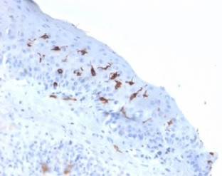 CD1a/HTA1 (Mature Langerhans Cells Marker) Antibody in Immunohistochemistry (Paraffin) (IHC (P))