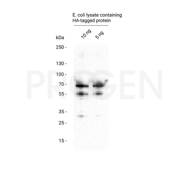 HA-tag Antibody in Western Blot (WB)