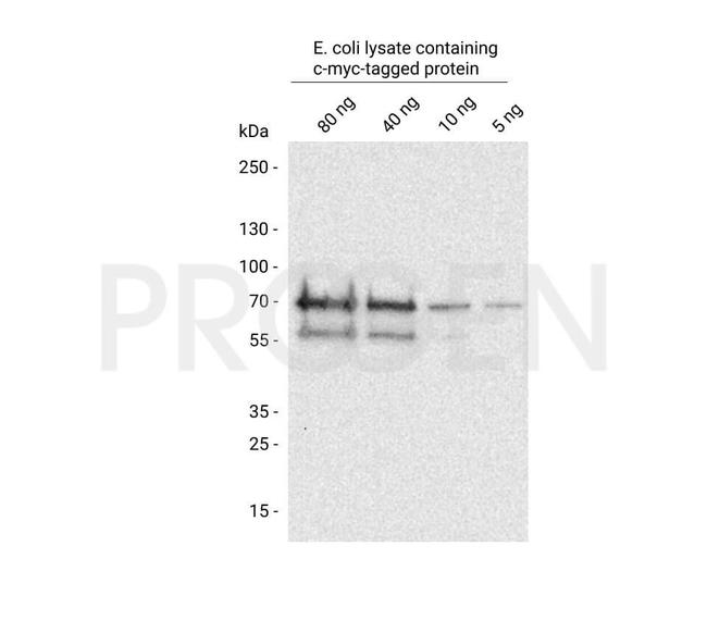 c-myc Antibody in Western Blot (WB)
