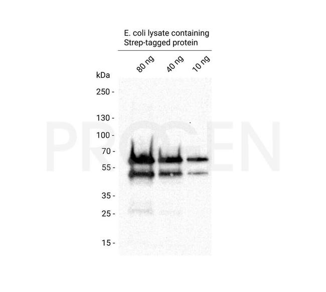 Strep tag Antibody in Western Blot (WB)