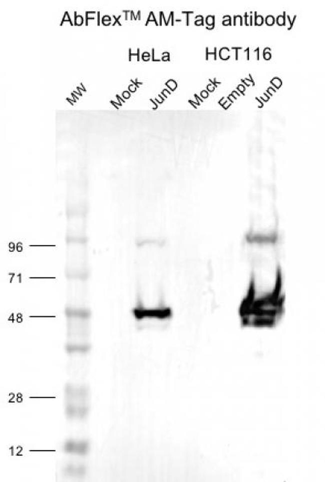 AM-Tag Antibody in Western Blot (WB)