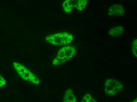 Phospho-RNA pol II CTD (Ser2) Antibody in Immunocytochemistry (ICC/IF)