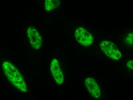 Phospho-RNA pol II CTD (Ser5) Antibody in Immunocytochemistry (ICC/IF)