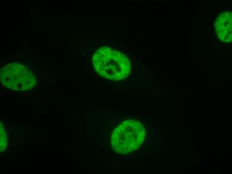 RNA Pol II Antibody in Immunocytochemistry (ICC/IF)