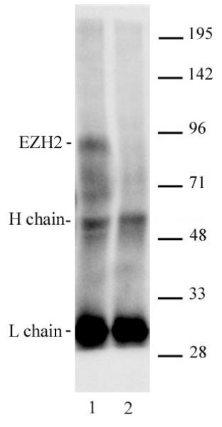 EZH2 Antibody in Immunoprecipitation (IP)