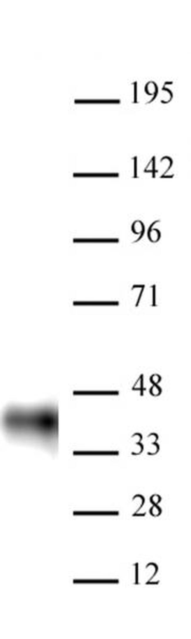 BMI-1 Antibody in Western Blot (WB)