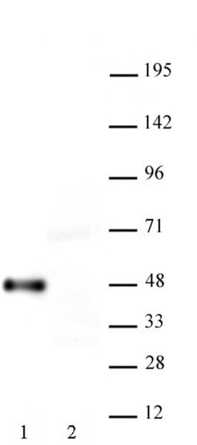 Myc-Tag Antibody in Western Blot (WB)