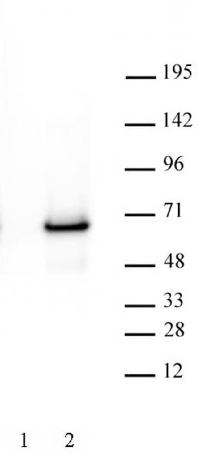 c-Myc Antibody in Western Blot (WB)