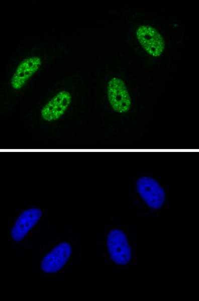 Phospho-RNA Pol II CTD (Tyr1) Antibody in Immunocytochemistry (ICC/IF)
