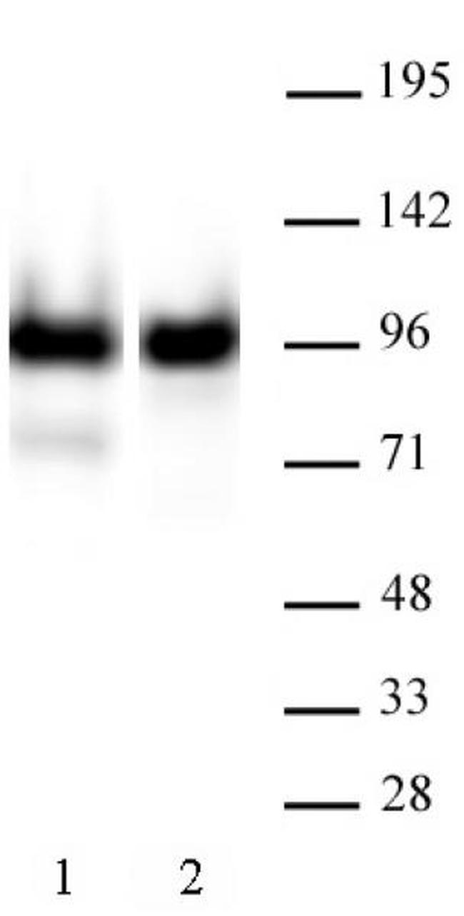 Nucleolin Antibody in Western Blot (WB)