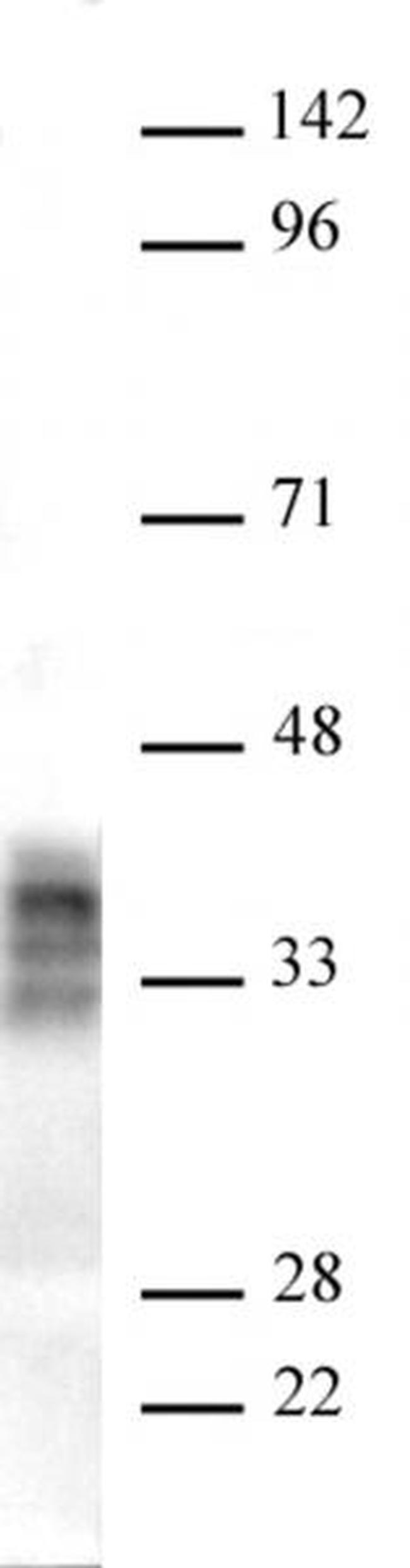 Pim2 Antibody in Western Blot (WB)