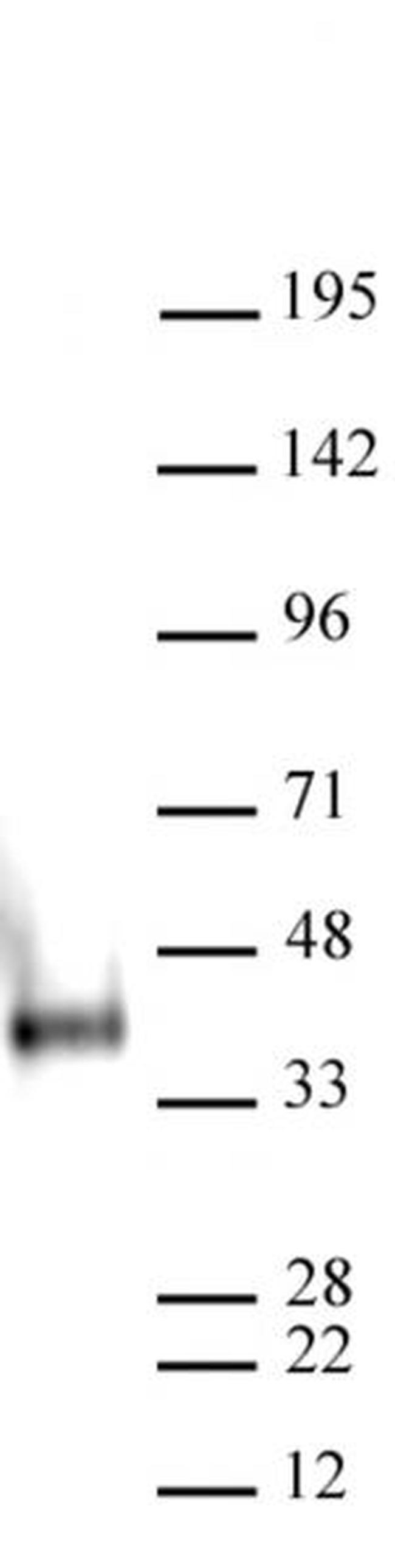 Nanog Antibody in Western Blot (WB)