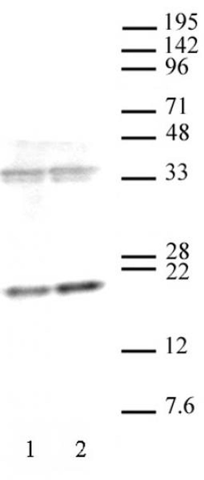 Histone H3K36me3 Antibody in Western Blot (WB)