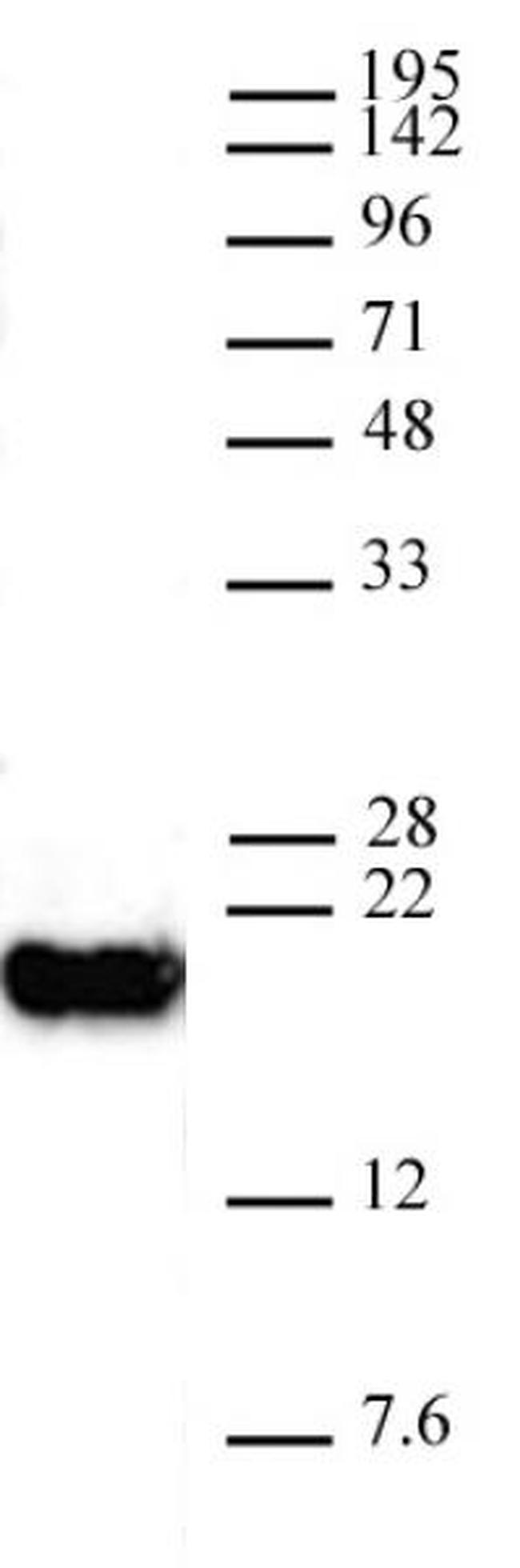 Histone H3K4me0 Antibody in Western Blot (WB)