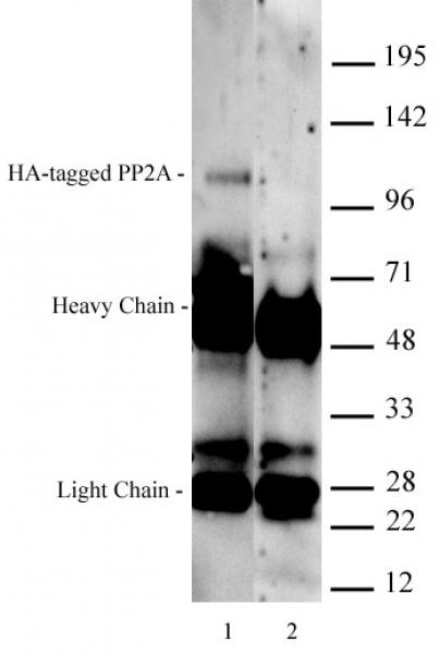 HA-Tag Antibody in Immunoprecipitation (IP)