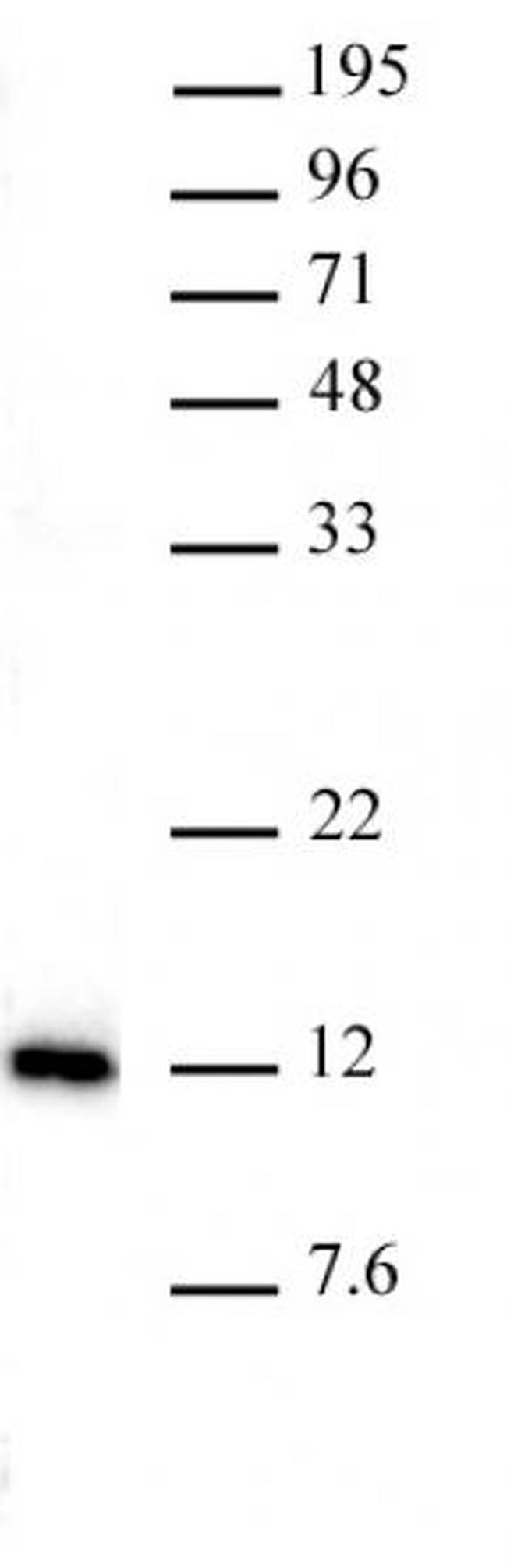 Histone H4K20me1 Antibody in Western Blot (WB)