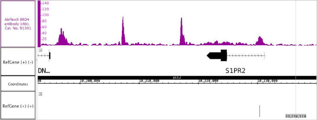 BRD4 Antibody in ChIP-Sequencing (Chip-Seq)
