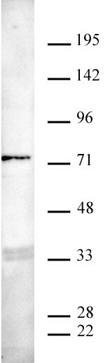 HSP72 Antibody in Western Blot (WB)