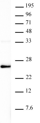 Histone H3K4me0 Antibody in Western Blot (WB)