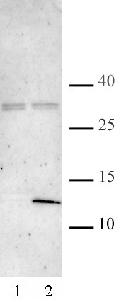 Histone H4K5ac/K8ac Antibody in Western Blot (WB)
