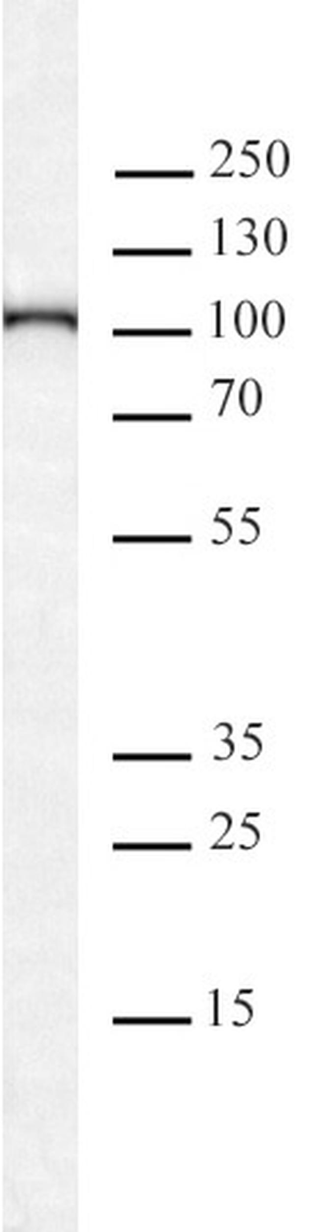 KDM1B/LSD2 Antibody in Western Blot (WB)
