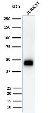 CD2/Lymphocyte Function Antigen 2 (LFA-2) Antibody in Western Blot (WB)
