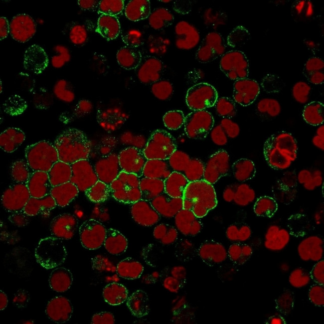 CD2/Lymphocyte Function Antigen 2 (LFA-2) Antibody in Immunocytochemistry (ICC/IF)