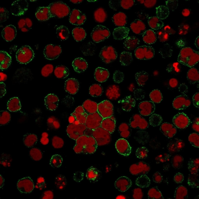 CD2/Lymphocyte Function Antigen 2 (LFA-2) Antibody in Immunocytochemistry (ICC/IF)