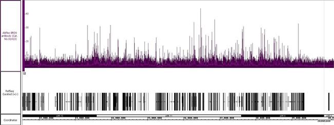 BRD9 Antibody in ChIP Assay (ChIP)