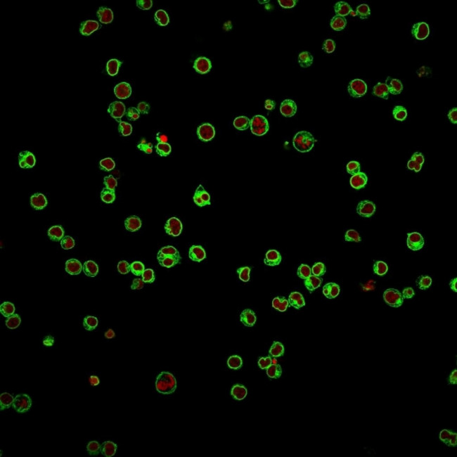 CD3e (T-Cell Marker) Antibody in Immunocytochemistry (ICC/IF)