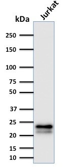CD3e (T-Cell Marker) Antibody in Western Blot (WB)