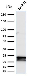 CD3e (T-Cell Marker) Antibody in Western Blot (WB)