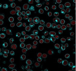CD3e (T-Cell Marker) Antibody in Immunocytochemistry (ICC/IF)