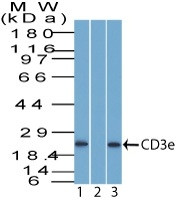 CD3e (T-Cell Marker) Antibody in Western Blot (WB)