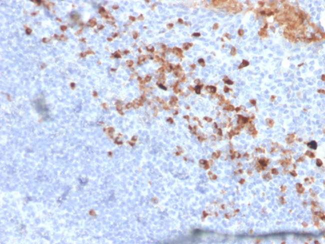 CD5L/CD5LG/CD5 Ligand Antibody in Immunohistochemistry (Paraffin) (IHC (P))