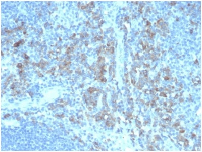CD5L/CD5LG/CD5 Ligand Antibody in Immunohistochemistry (Paraffin) (IHC (P))