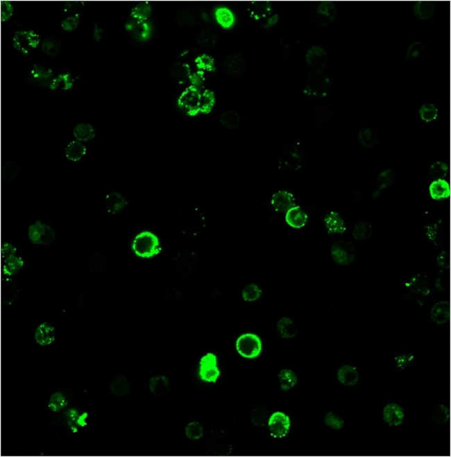 CD8A (Cytotoxic-andSuppressor T-Cell Marker) Antibody in Immunocytochemistry (ICC/IF)