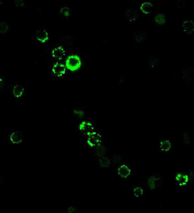 CD8A (Cytotoxic/Suppressor T-Cell Marker) Antibody in Immunocytochemistry (ICC/IF)