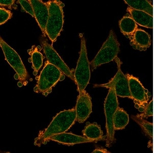 ZNF276 (Transcription Factor) Antibody in Immunocytochemistry (ICC/IF)