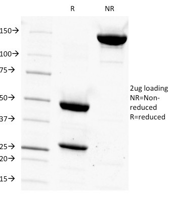 CD14 (Monocyte/Macrophage Marker) Antibody in SDS-PAGE (SDS-PAGE)