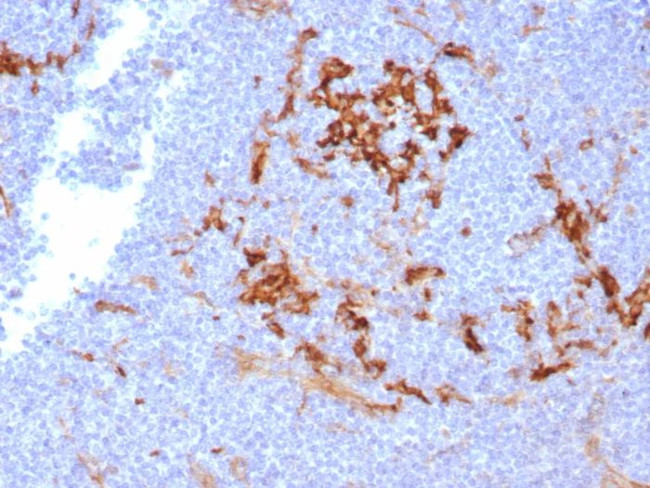 CD14 (Monocyte/Macrophage Marker) Antibody in Immunohistochemistry (Paraffin) (IHC (P))