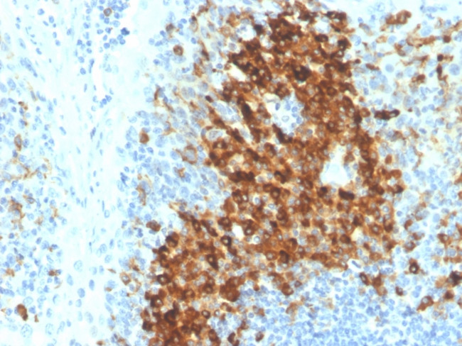 CD14 (Monocyte/Macrophage Marker) Antibody in Immunohistochemistry (Paraffin) (IHC (P))