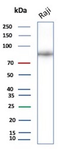 CD19 (B-Lymphocyte Marker) Antibody in Western Blot (WB)