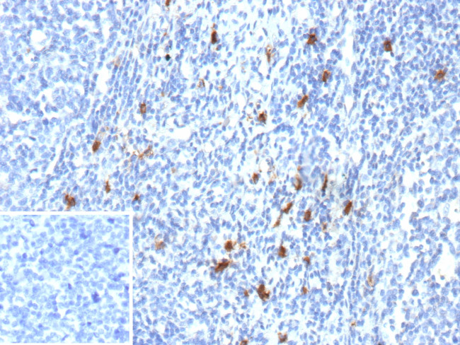CD83 (Marker of Activated Dendritic Cells) Antibody in Immunohistochemistry (Paraffin) (IHC (P))