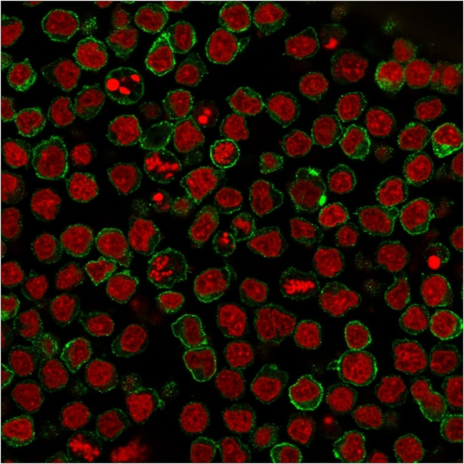 CD22/BL-CAM Antibody in Immunocytochemistry (ICC/IF)