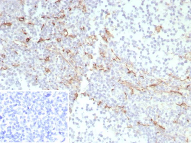 CD163 (Monocyte and Macrophage Marker) Antibody in Immunohistochemistry (Paraffin) (IHC (P))