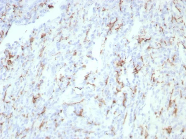 CD163 (Monocyte and Macrophage Marker) Antibody in Immunohistochemistry (Paraffin) (IHC (P))